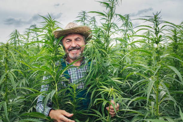 Portrait of smiling senior farmer in hemp field.