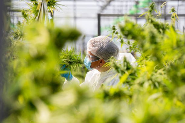 Scientist with mask and gloves checking and analyzing hemp plant,Indoors marijuana growing,Planting cannabis,Holding it in a hand.