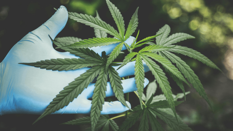 The medical cannabidiol program makes sure you see a doctor to get these products. That's the main difference.