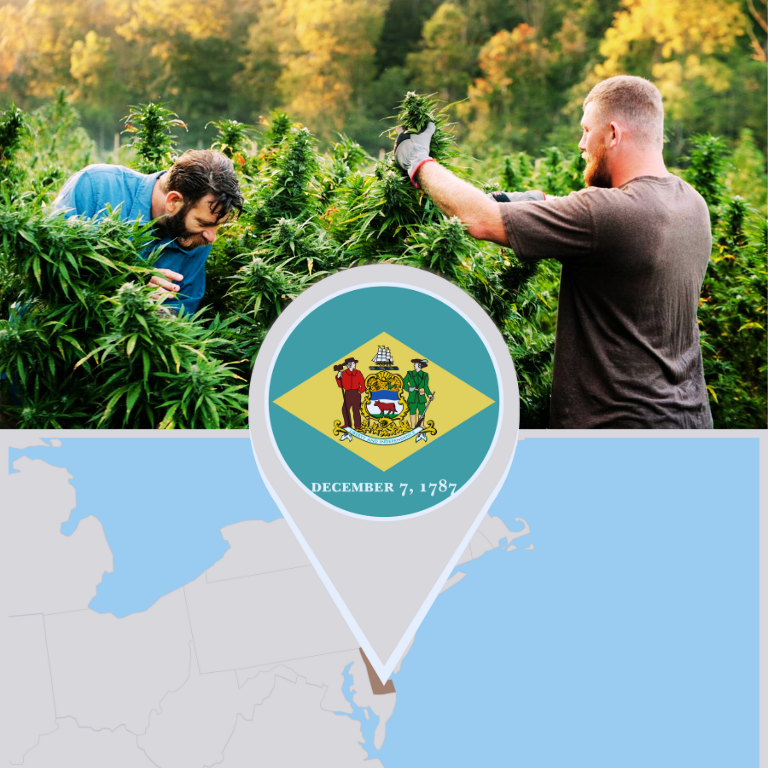 Delaware's medical cannabis program underwent significant expansion Delaware's medical cannabis program underwent significant expansion