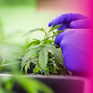 GOP Committee Approves Bill Banning Most Hemp Products