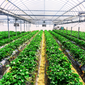 Op-Ed: Legal Cannabis Presents Opportunities for Vegas Casinos