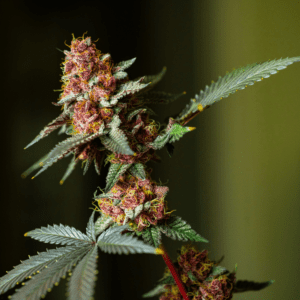 City Council to Hold Second Reading on Medical Cannabis Ban Repeal