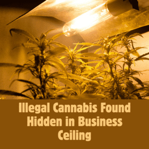 Illegal Cannabis Hidden in Business Ceiling Discovered
