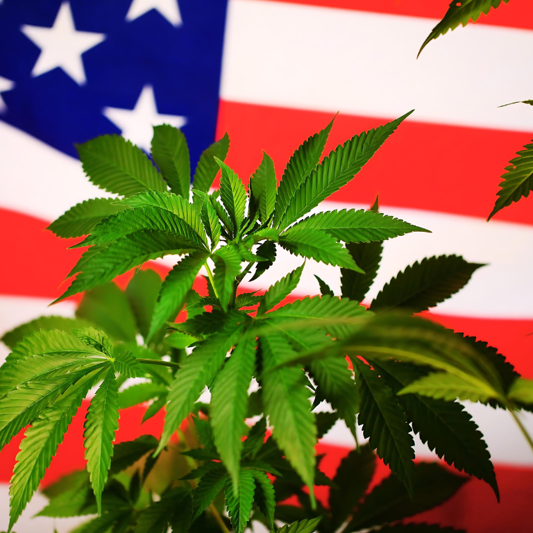 Kamala Harris's VP Contenders Back Cannabis Legalization Kamala Harris's VP Contenders Back Cannabis Legalization