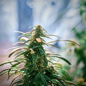 OMMA's New Rules for Oklahoma Medical Cannabis