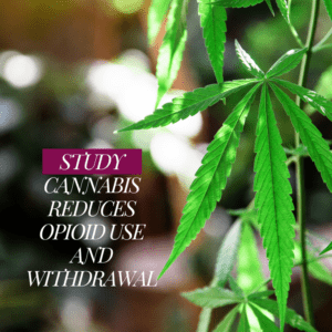 Cannabis Found to Alleviate Opioid Withdrawal, Study Shows