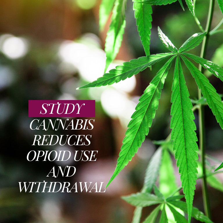 Cannabis Found to Alleviate Opioid Withdrawal, Study Shows
