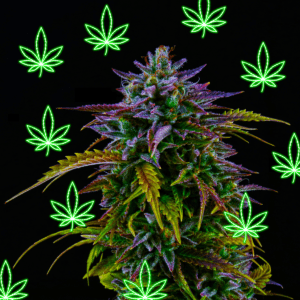 Nevada Rejects 60% of Cannabis Social Equity Lounge Applicants