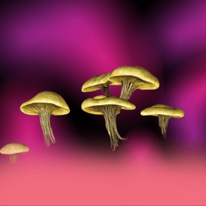 Washington's Capital Considers Psychedelics Decriminalization