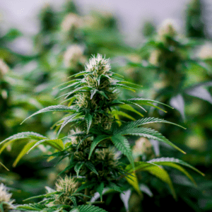 The Challenges Facing New York's Cannabis Industry