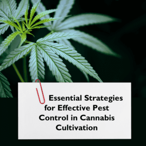 cannabis cultivation