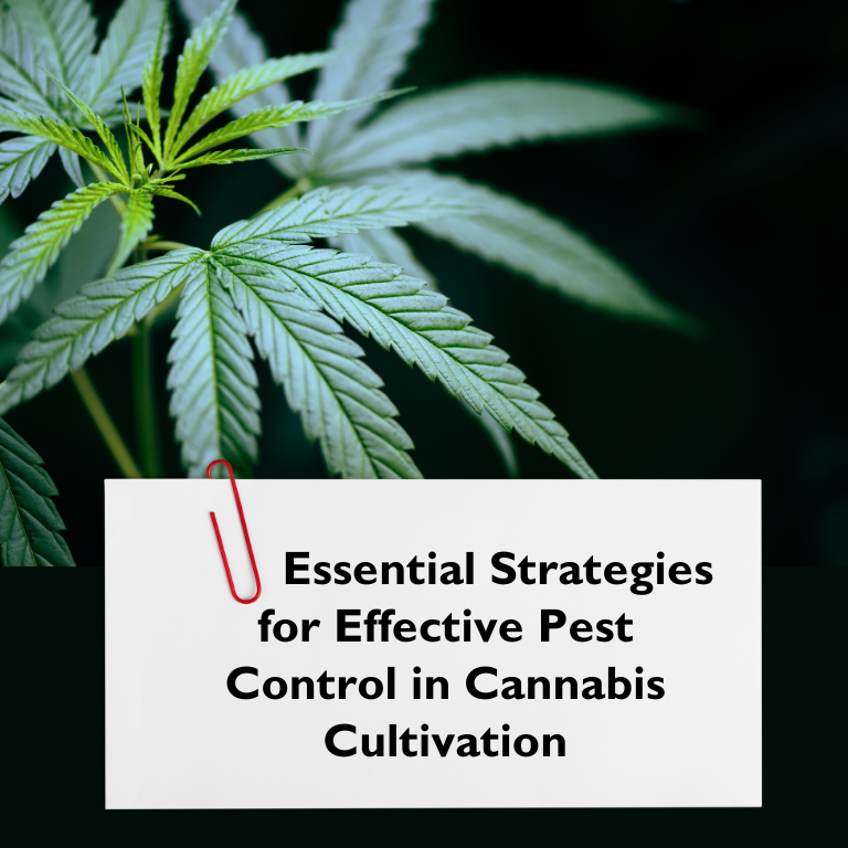 cannabis cultivation