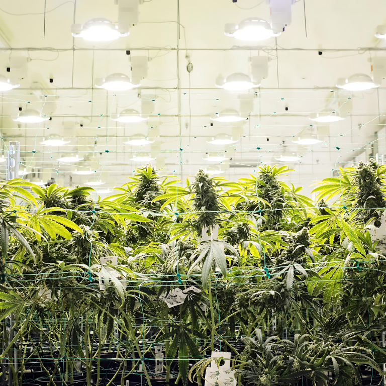 Cannabis Cultivation: Best Areas and Climate Conditions Cannabis Cultivation: Best Areas and Climate Conditions