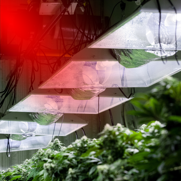 Ultraviolet Radiation Exposure in Cannabis Cultivation Facilities