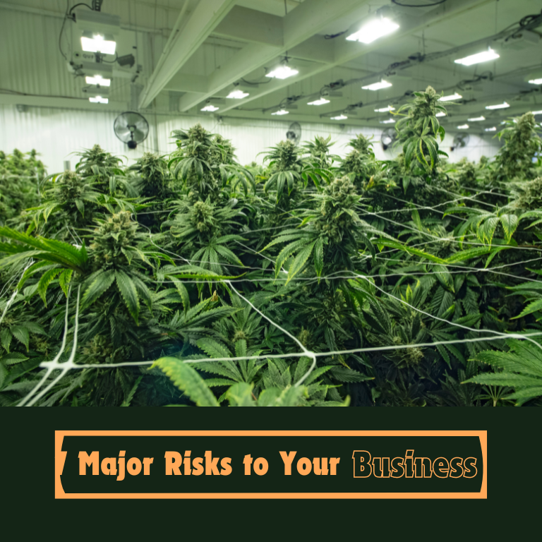 Cannabis Cultivation: 7 Major Risks to Your Business