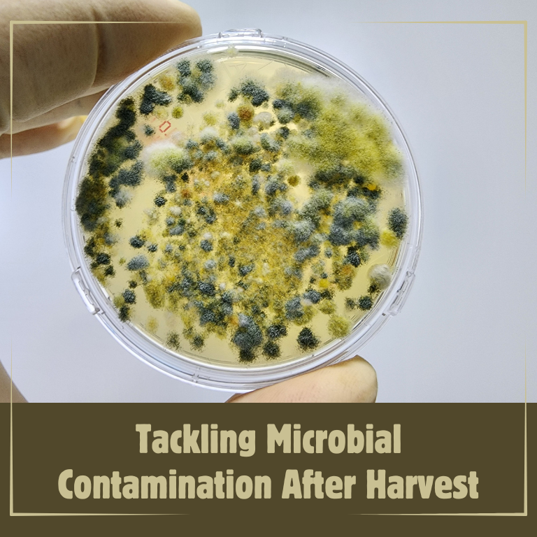 Tackling Microbial Contamination After Harvest Tackling Microbial Contamination After Harvest