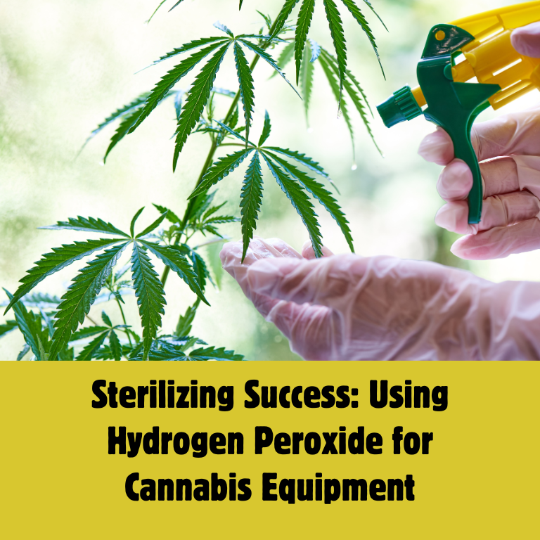 Hydrogen Peroxide: A Key to Clean Cannabis Operations Hydrogen Peroxide: A Key to Clean Cannabis Operations