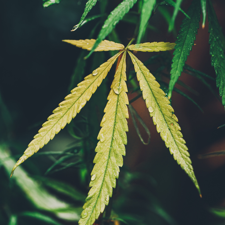 3 Misconceptions About Cannabis Decriminalization Uncovered