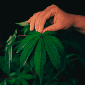 Where Kamala Harris Stands on Cannabis Legalization?