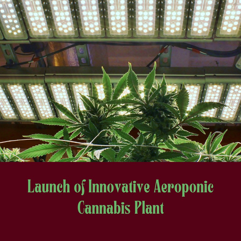 Launch of Innovative Aeroponic Cannabis Plant Launch of Innovative Aeroponic Cannabis Plant