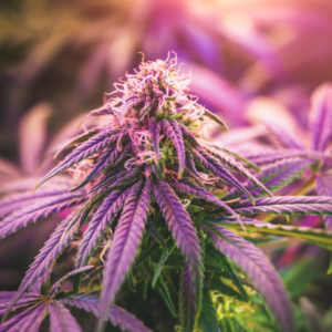 Attorney Accused of Smuggling Cannabis into Detention Center