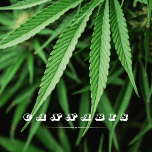 Federal Funds to Set Standards for Hemp Construction Industry