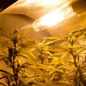 Sustainable Cannabis Cultivation: Boosting Efficiency and Profit