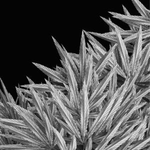 Employers’ Guide to the Cannabis for Private Purposes Act