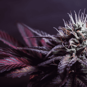 From Landrace to Lab: Cannabis Insights for Budtenders