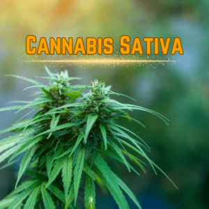 Therapeutic Promise of Cannabis sativa and Cannabinoids