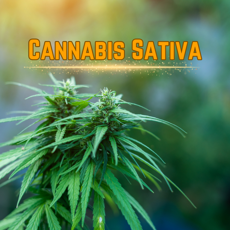 Therapeutic Promise of Cannabis sativa and Cannabinoids Therapeutic Promise of Cannabis sativa and Cannabinoids