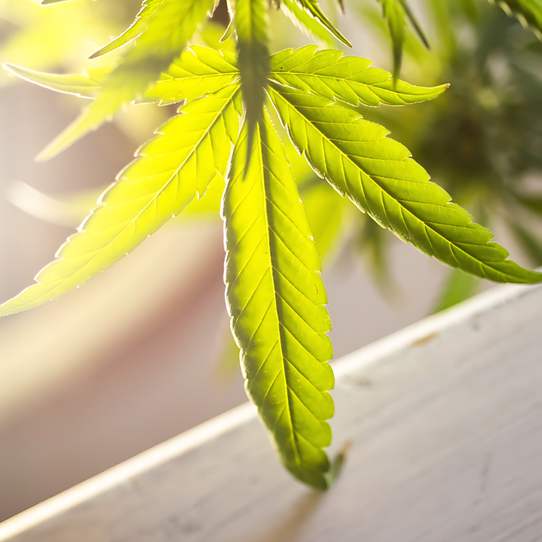 Cannabis and Workers' Compensation During the Opioid Crisis Cannabis and Workers' Compensation During the Opioid Crisis