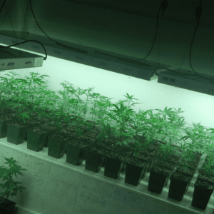 Methodological Issues in Medical-Grade Cannabis Cultivation