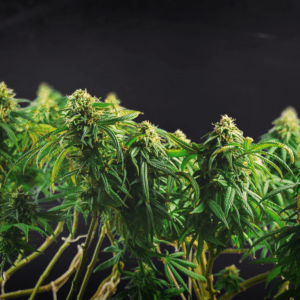 Understanding Domestic Cannabis Cultivation Worldwide