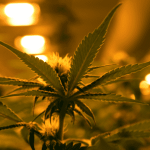 Cannabis Cultivation Trends in the United States