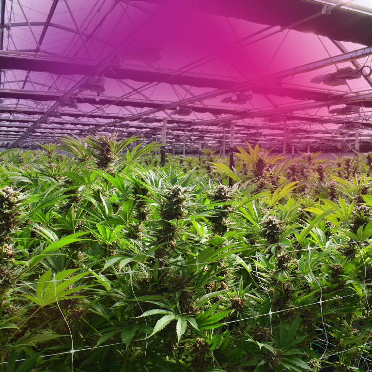Future of Cannabis Tech: 9 Pioneers Leading the Way Future of Cannabis Tech: 9 Pioneers Leading the Way