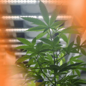 Mississippi Company Delivers More Value for Medical Cannabis