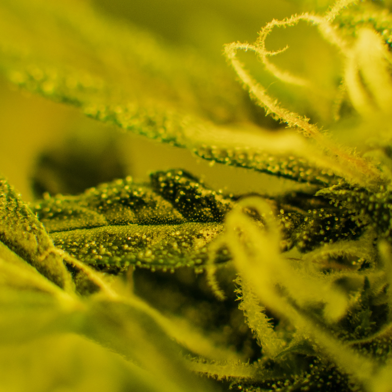 Cannabis May Offer Relief for Reducing or Stopping Opioid Use Cannabis May Offer Relief for Reducing or Stopping Opioid Use