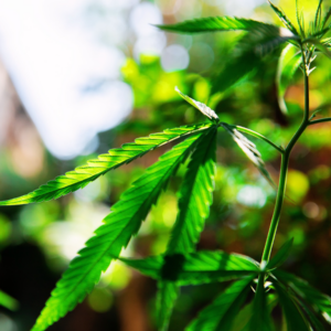 Milford Shooting at Drug-Infested Home Tied to Cannabis Theft