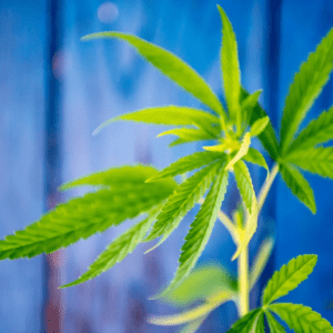 Cannabis Rescheduling: 43,000 Public Comments to the DEA