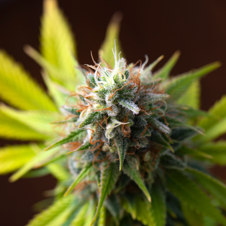 Colorado Springs Council Puts Recreational Cannabis Ban to Vote