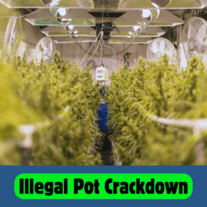 Organized Crime Task Force Takes Down Illegal Cannabis Operation