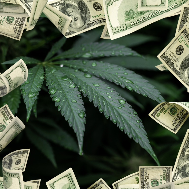 Hemp vs. Medical Cannabis: SD Sales Impacted, Businesses Warn