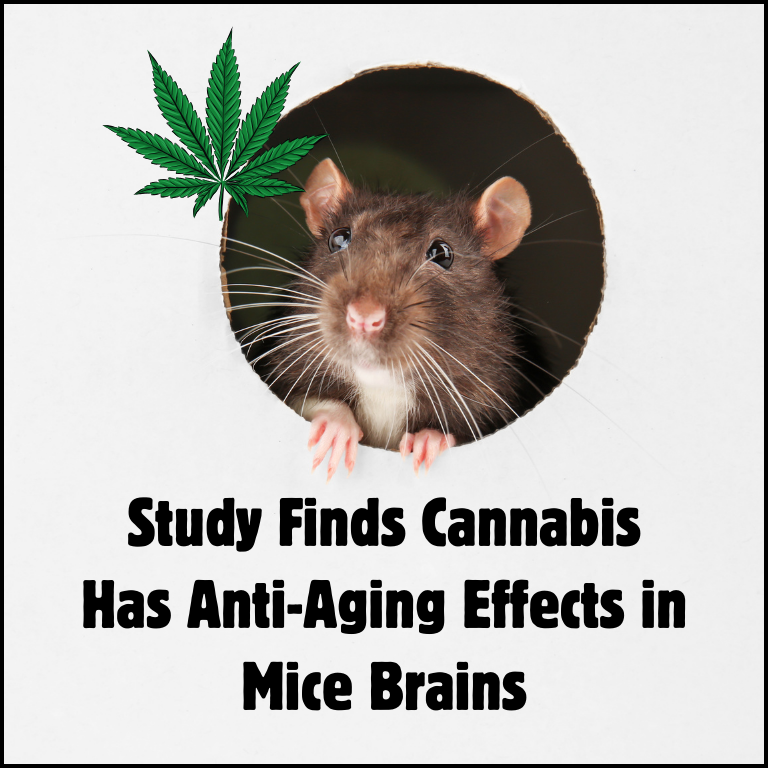 Study Finds Cannabis Has Anti-Aging Effects in Mice Brains Study Finds Cannabis Has Anti-Aging Effects in Mice Brains