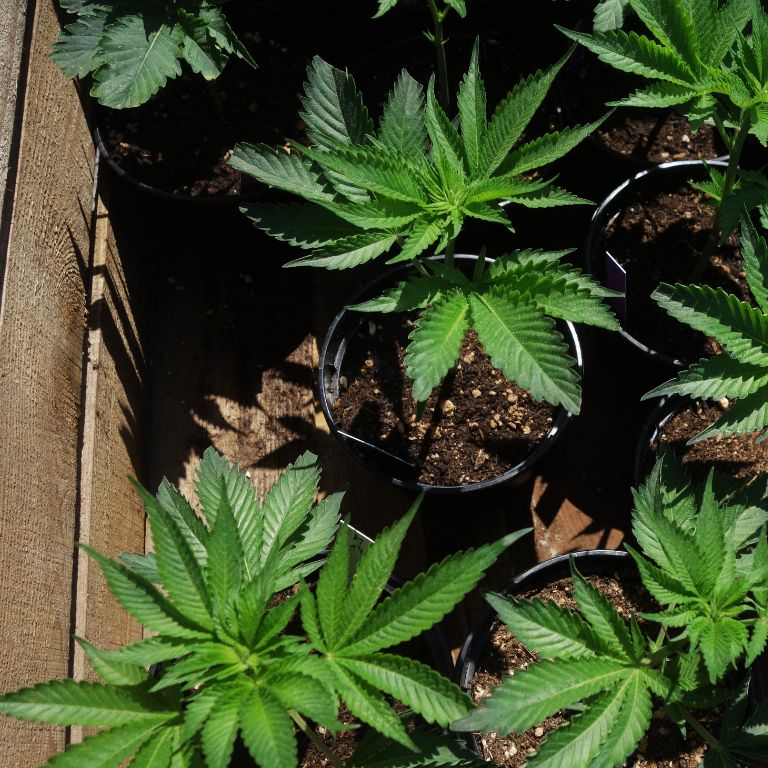 Houlton Introduces Updated Cannabis Regulations Houlton Introduces Updated Cannabis Regulations