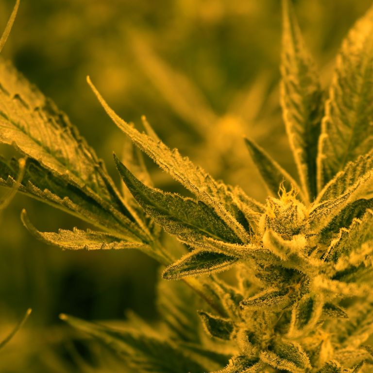 Moratorium Leaves Hundreds of Medical Cannabis Licenses in Limbo Moratorium Leaves Hundreds of Medical Cannabis Licenses in Limbo