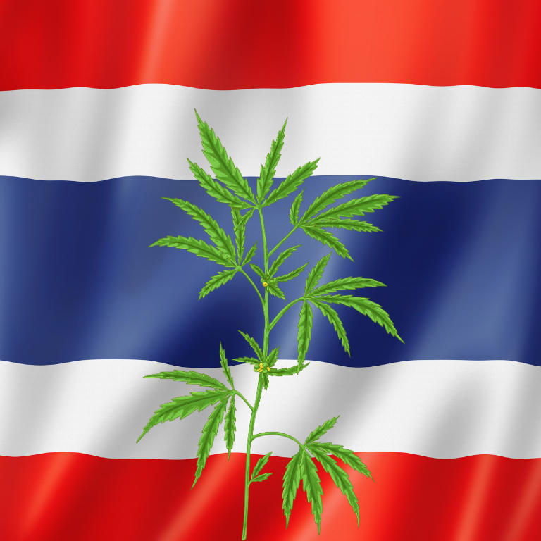 Thai Government’s Cannabis Approach Faces Backlash Thai Government’s Cannabis Approach Faces Backlash