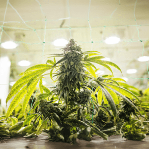 Prevent Mold: Advanced Cannabis Packaging Solutions