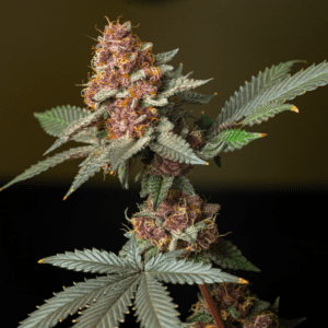 Cannabis Humidors: Keep Your Stash Fresh